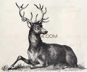 ANIMAL_0217